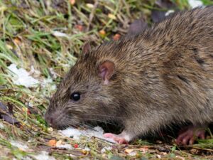 Forget Mammoths – These Scientists Are Working To Resurrect the Extinct Christmas Island Rat Through DNA Editing