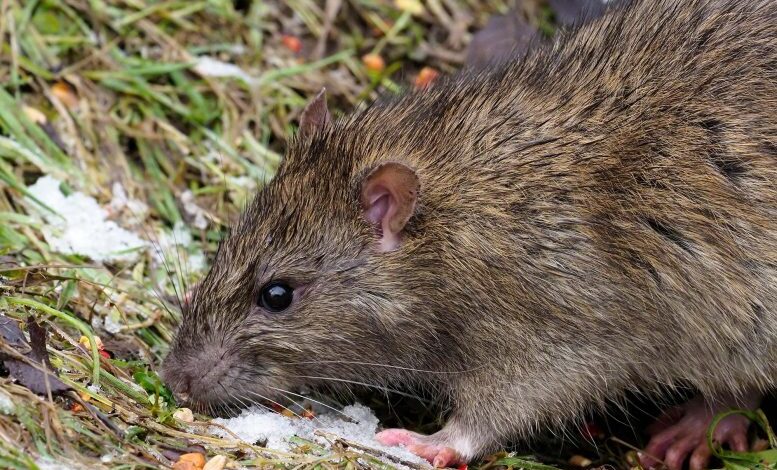Forget Mammoths – These Scientists Are Working To Resurrect the Extinct Christmas Island Rat Through DNA Editing